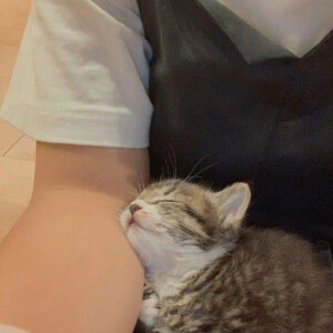 头像小动物