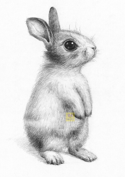 兔年 绘画