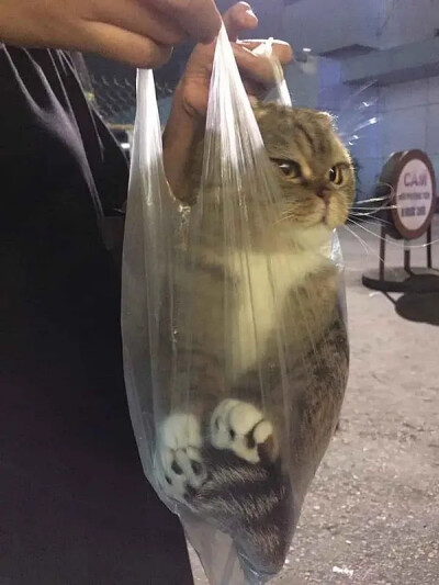 可爱头像 猫咪