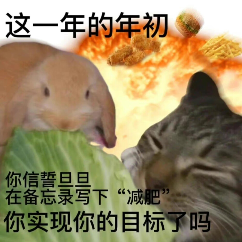 沙雕动物 年终总结 表情包
