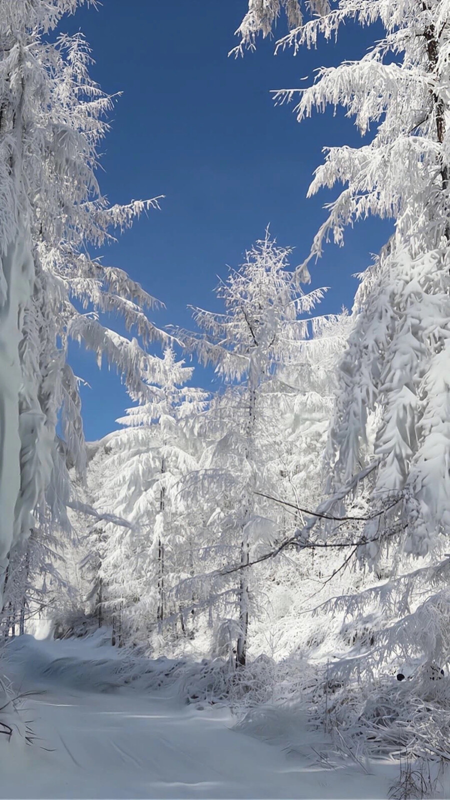 冬日雪景壁纸