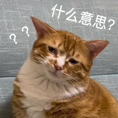 沙雕猫咪表情包