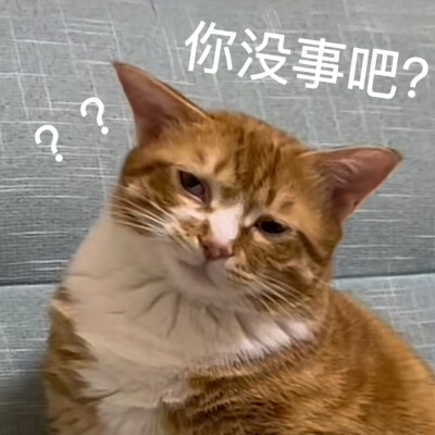 沙雕猫咪表情包