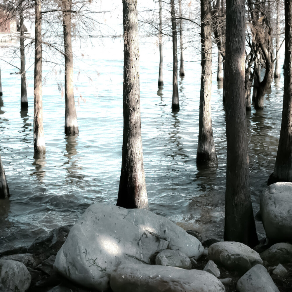  小森林：Daisy forest