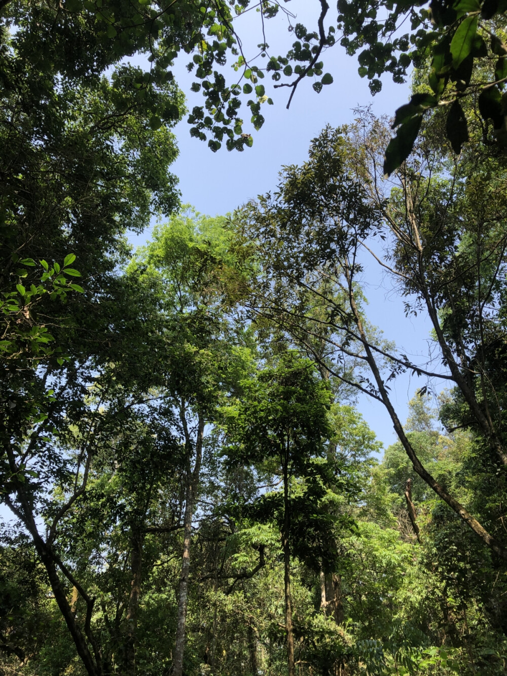 易武生茶，总是让人时常想起，难以忘记。清新甜润，如雨林的空气，新鲜甜美；蜜香绵密，如春日的花园，沁人心脾；轻柔细润，如清风细雨，徐徐洒身。