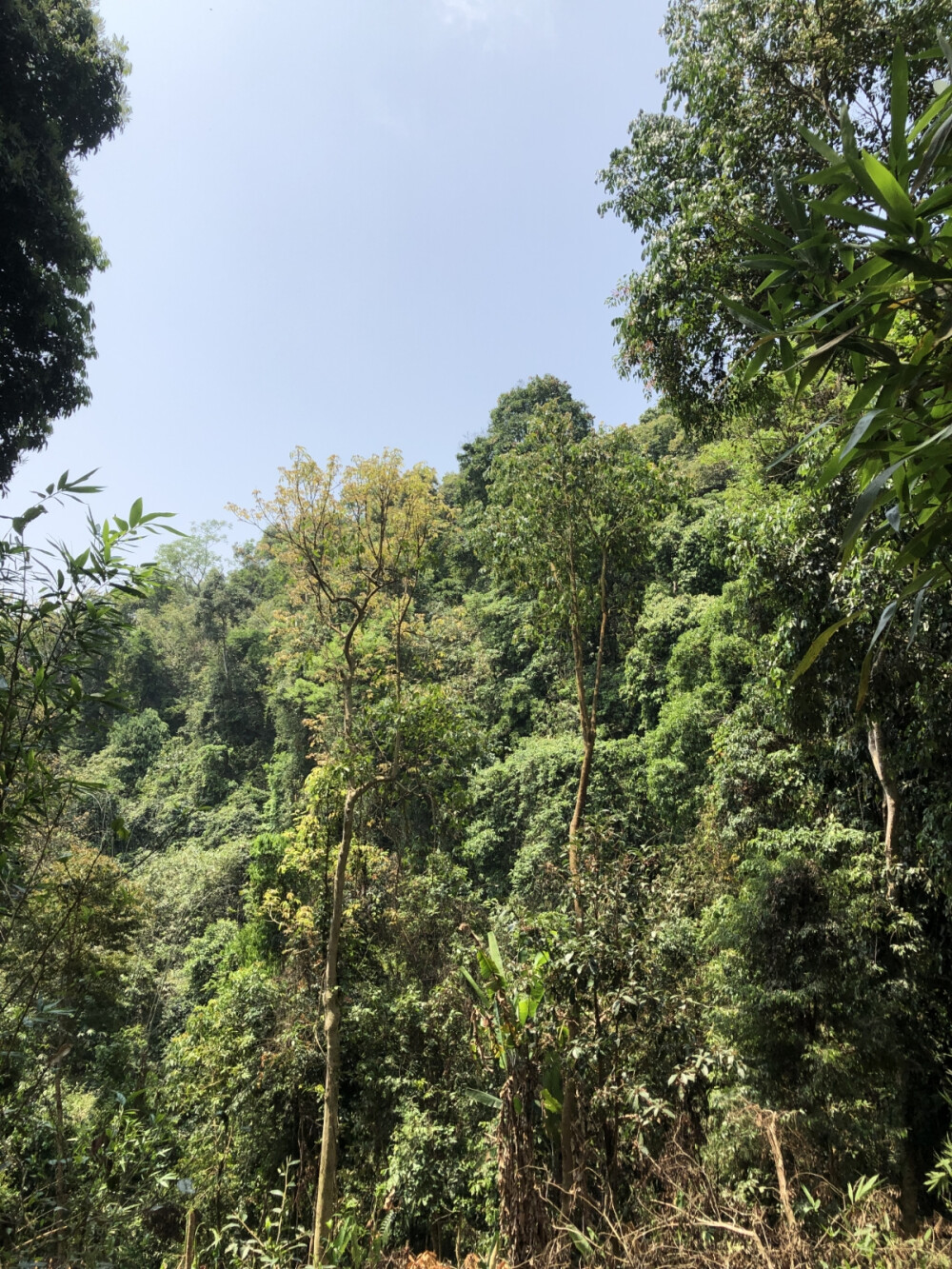 易武生茶，总是让人时常想起，难以忘记。清新甜润，如雨林的空气，新鲜甜美；蜜香绵密，如春日的花园，沁人心脾；轻柔细润，如清风细雨，徐徐洒身。