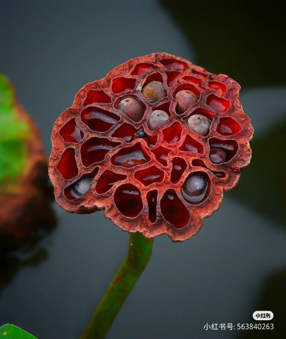 花草