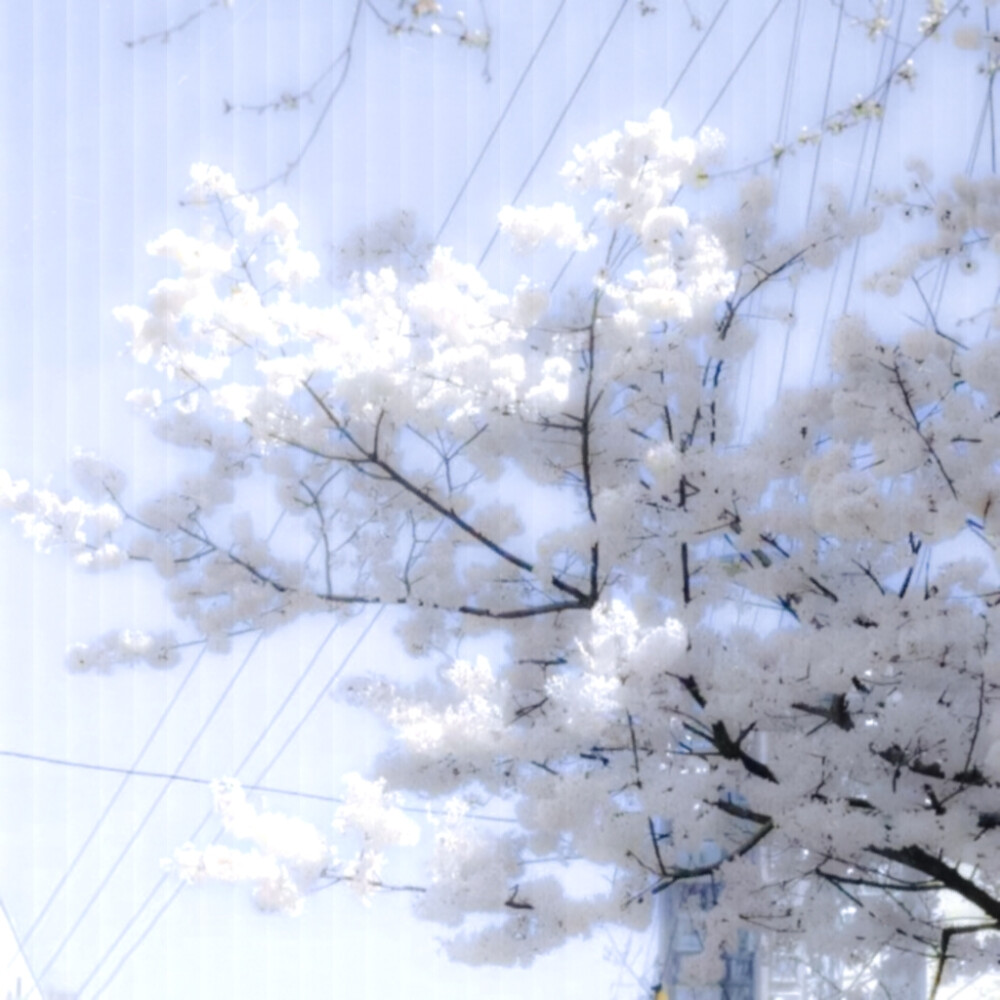  预知∥…爱の花期、姉はランの花がことのほか好きだ.