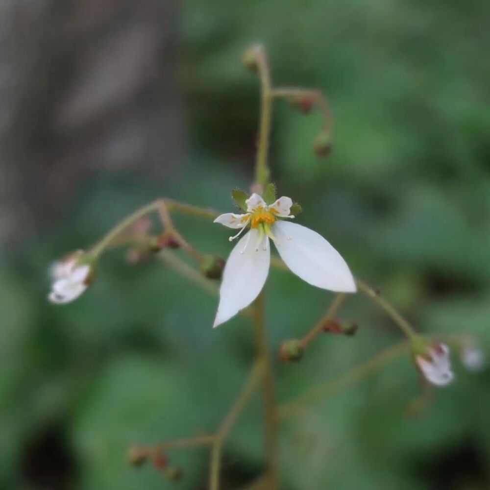 虎耳草