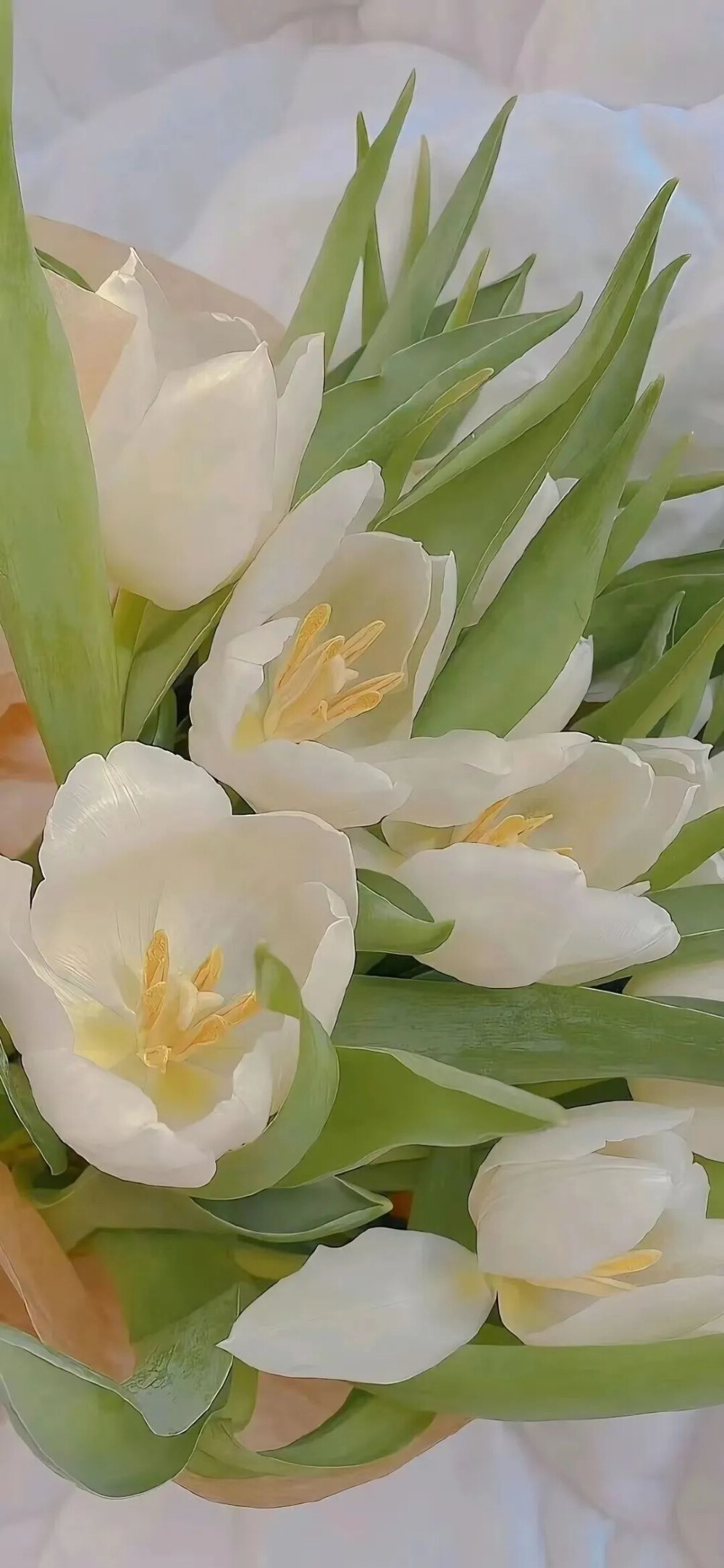花卉壁纸