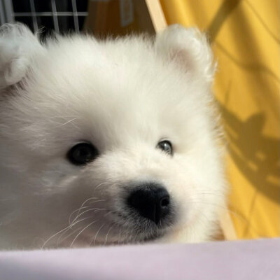 小狗头像