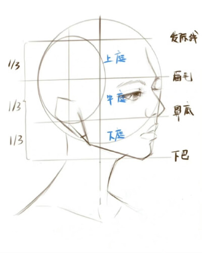 头部画法【转载】