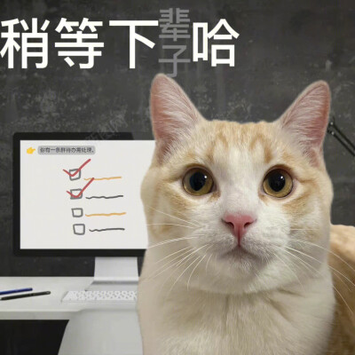 猫狗表情包