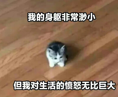 猫狗表情包