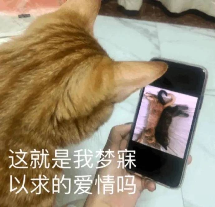 猫狗表情包