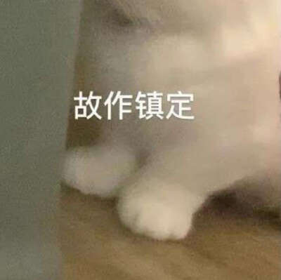 猫狗表情包