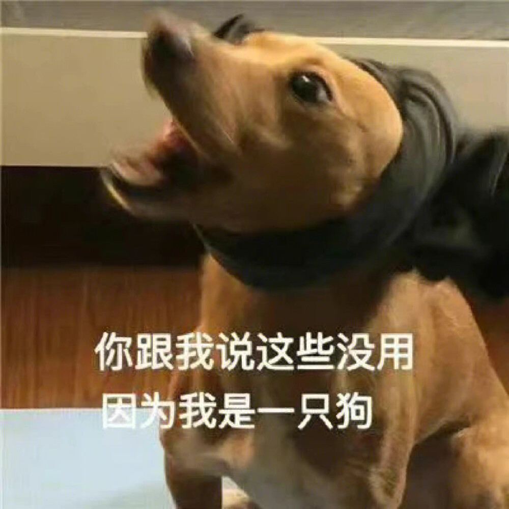 猫狗表情包