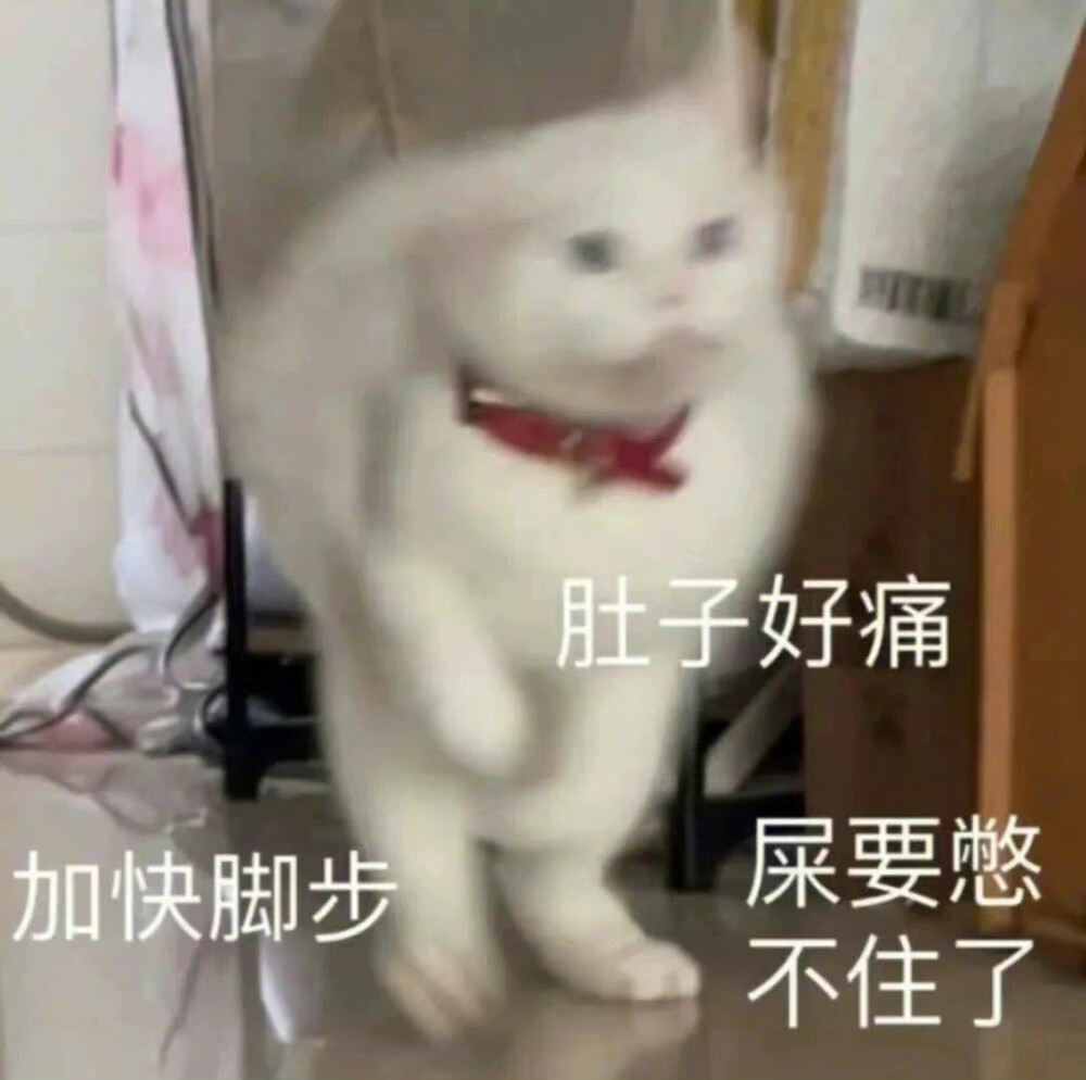 猫狗表情包