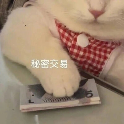 猫狗表情包