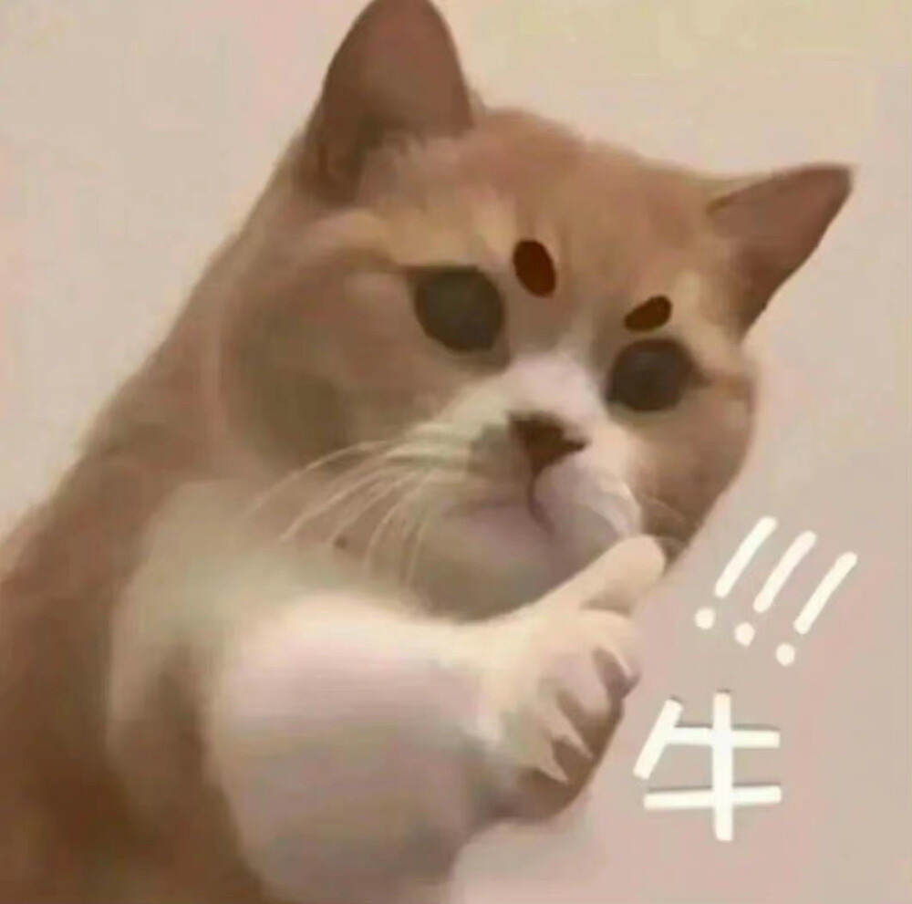 猫狗表情包