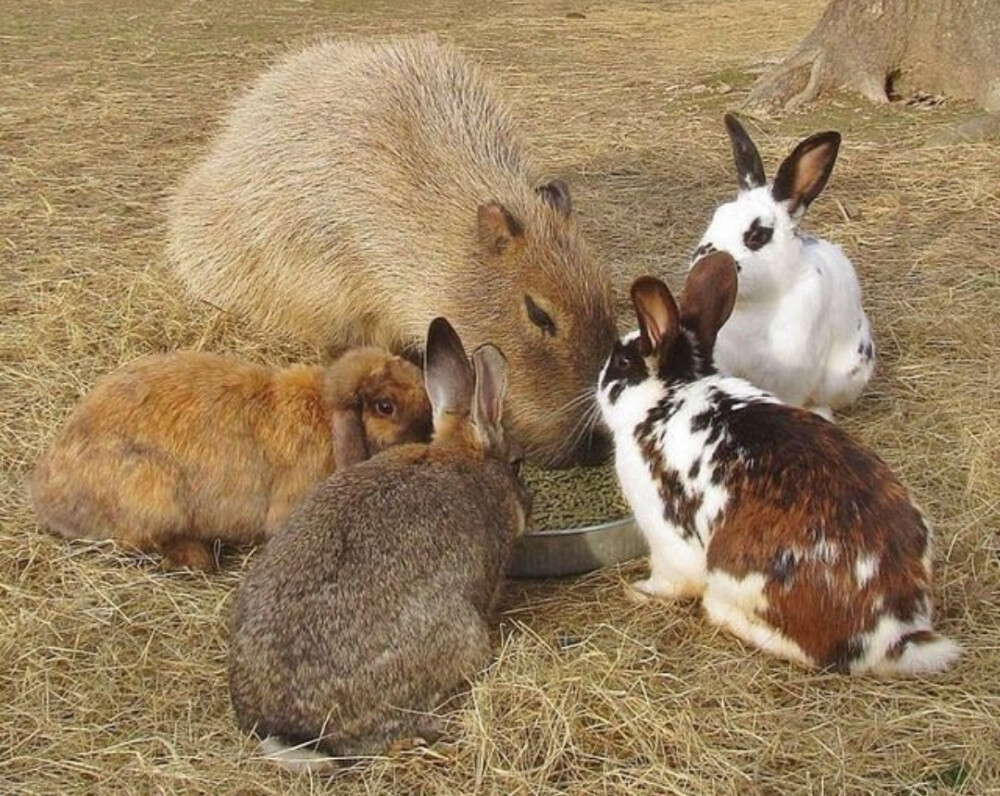 動物