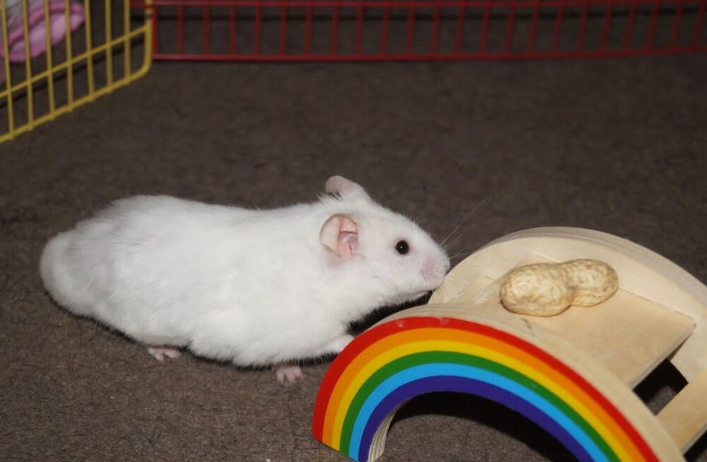 動物