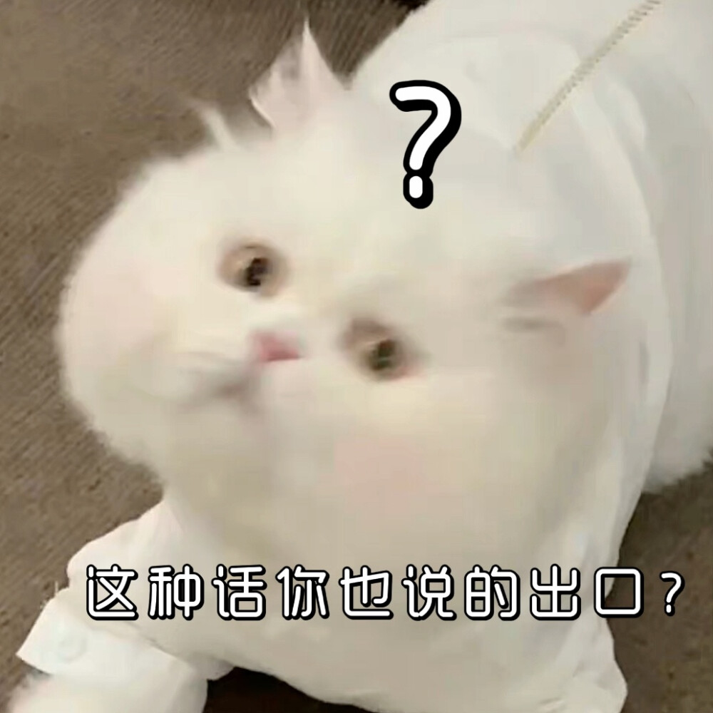 猫咪表情包
