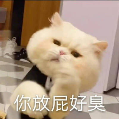 猫咪表情包
