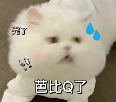 猫咪表情包
