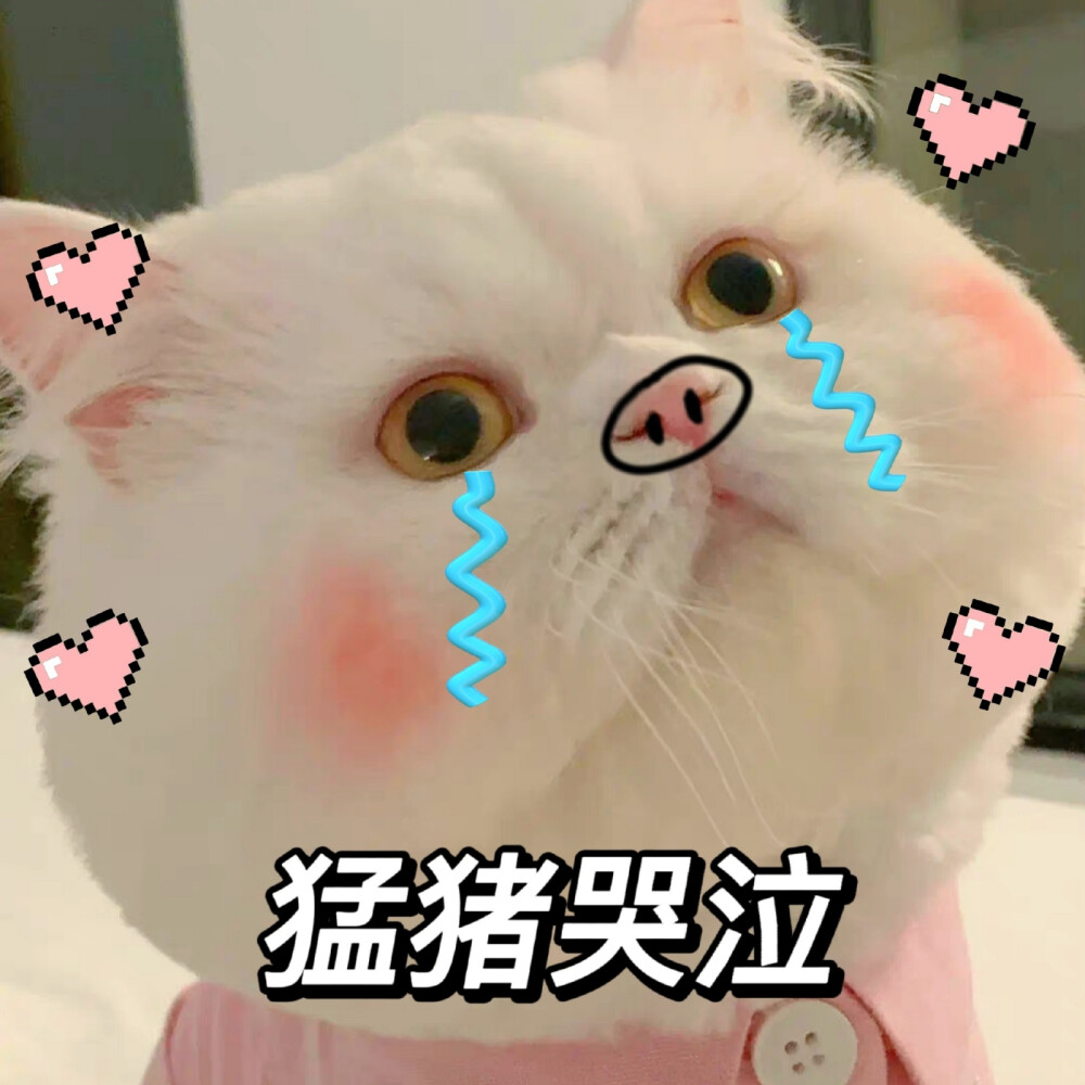 猫咪表情包
