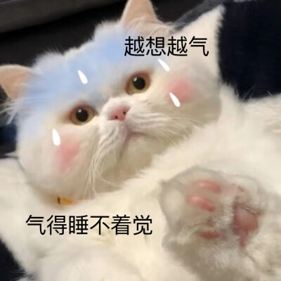 猫咪表情包
