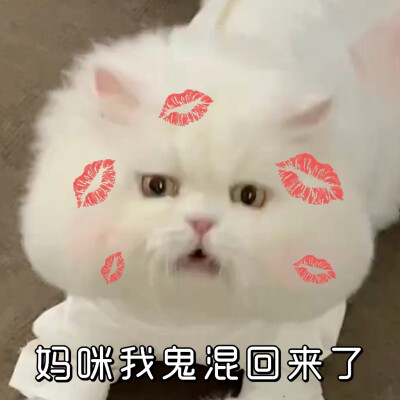 猫咪表情包
