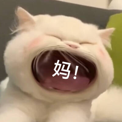 猫咪表情包
