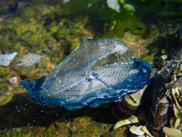 海洋生物