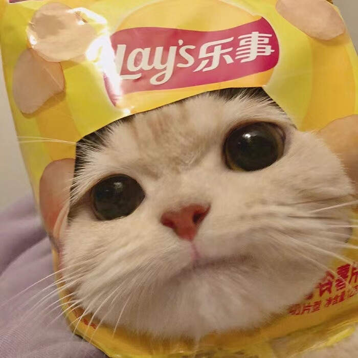 猫咪