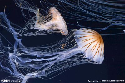 海洋生物 水母 海蛞蝓 须腕动物 帆水母 碎毛盘海蛞蝓