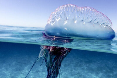 海洋生物 水母 海蛞蝓 须腕动物 帆水母 碎毛盘海蛞蝓