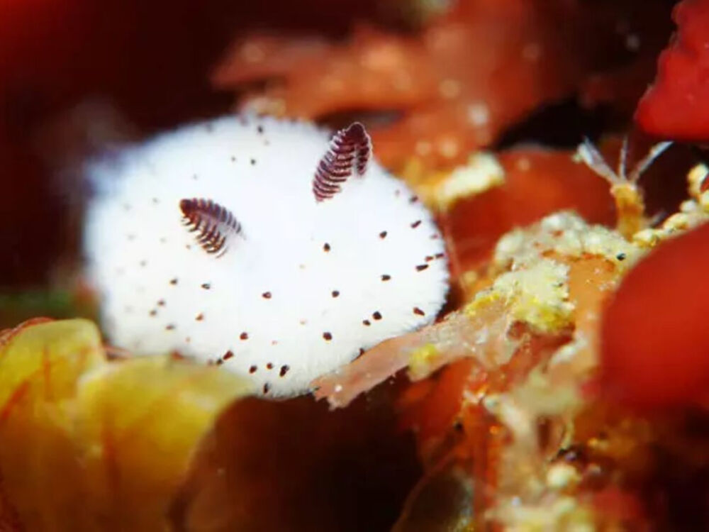 海洋生物 水母 海蛞蝓 须腕动物 帆水母 碎毛盘海蛞蝓