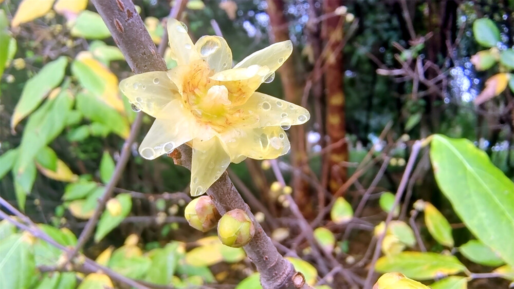 吉安赏花：城南市民广场腊梅花开(摄于2023年1月13日)