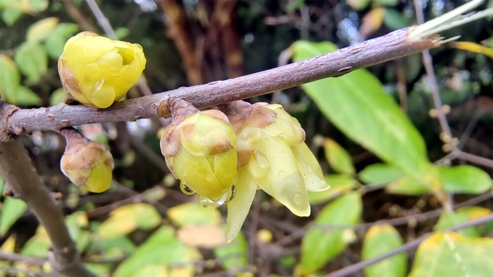 吉安赏花：城南市民广场腊梅花开(摄于2023年1月13日)