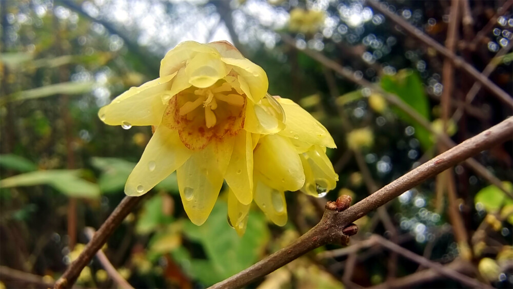 吉安赏花：城南市民广场腊梅花开(摄于2023年1月13日)