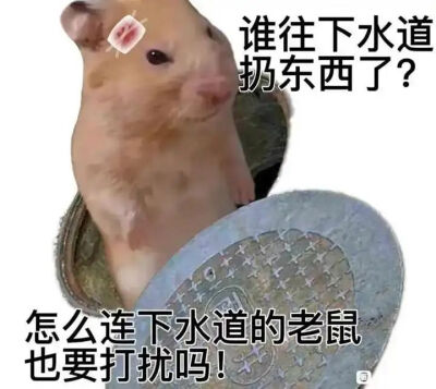 -鼠鼠表情包