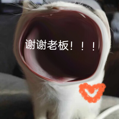 网红猫过年红包表情包