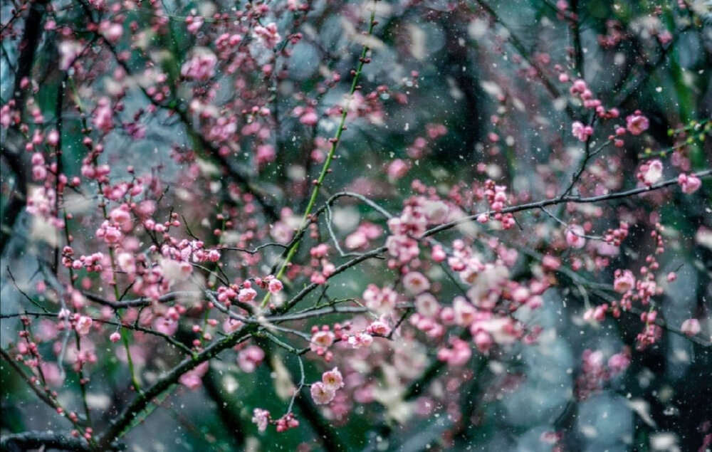 隆冬时节，梅枝欺雪