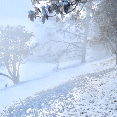 Schuster: Singur (舒斯特尔：辛古尔)