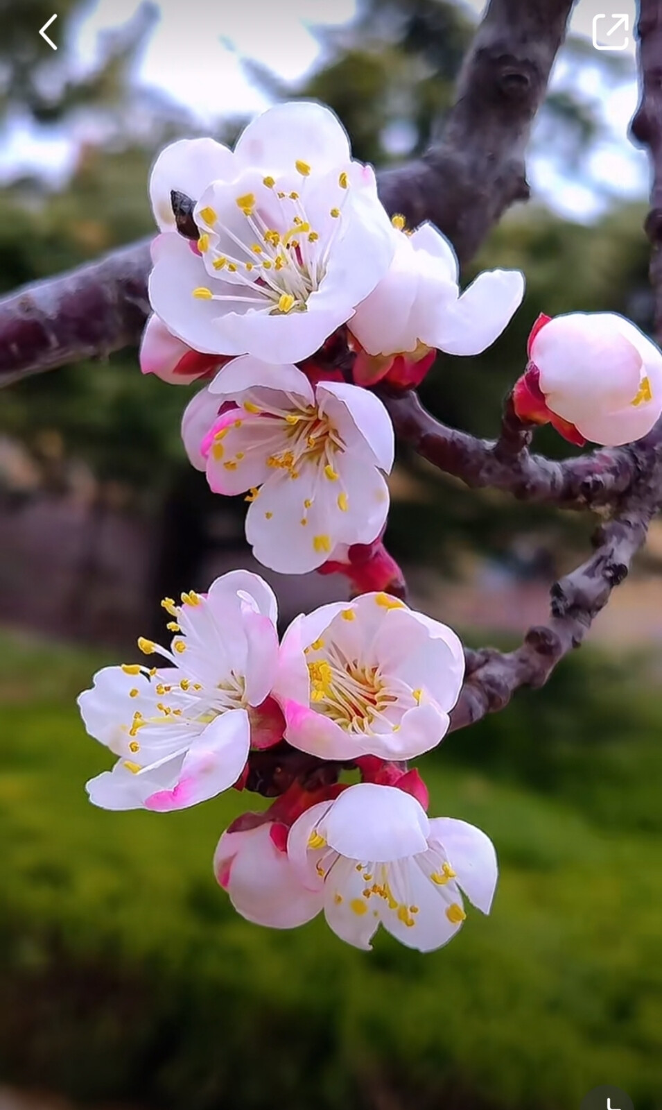 花草