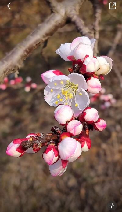 花草