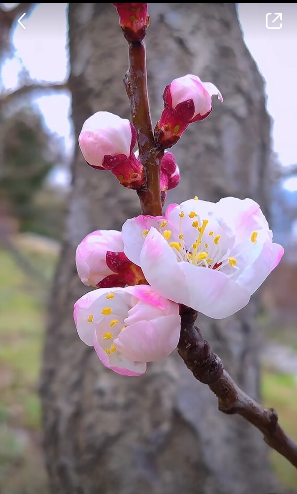 花草