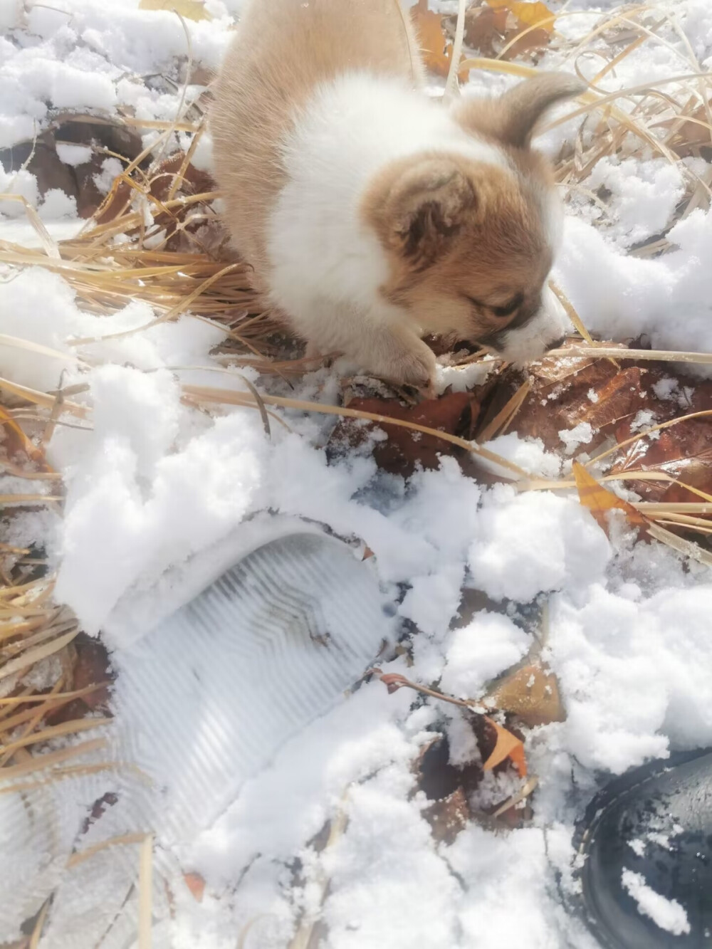 第一次看见雪的小狗狗