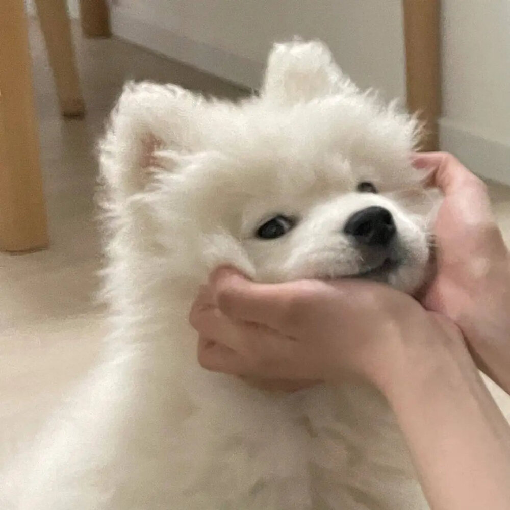 狗狗头像